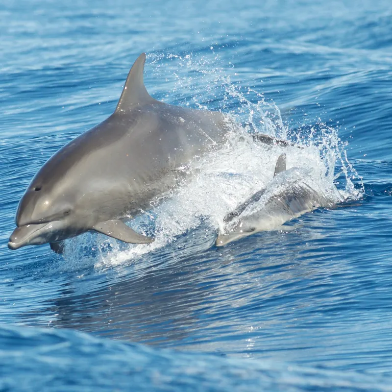 Dolphins jumping in water