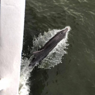 Dolphin swimming next to boat