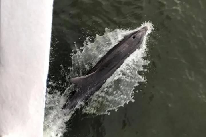 Dolphin swimming next to boat